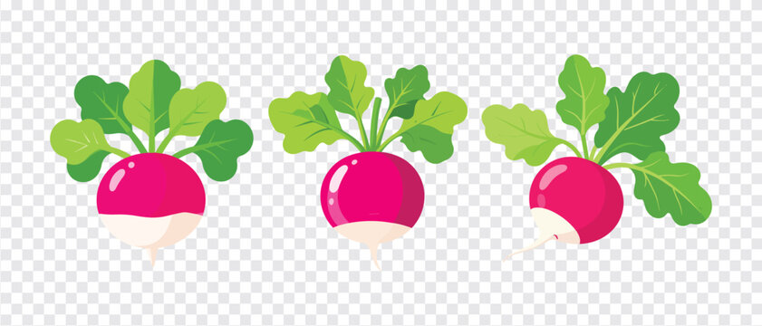 Fresh red radish vegetable set vector illustration isolated