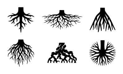 Obraz premium Diverse Root Systems Vector Set, Organic Growth Patterns, Plant Biology Illustrations, Natural Foundation Icons