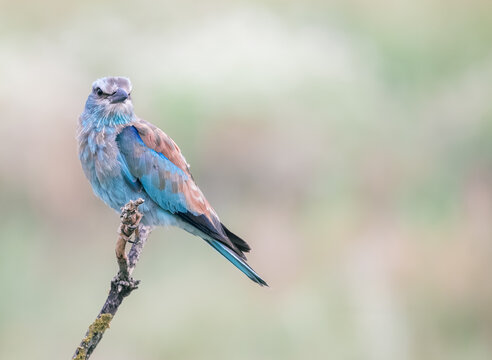 european roller on a branch