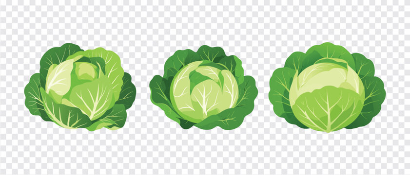 Fresh green cabbage head vegetable set vector illustration