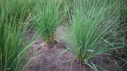 Fototapeta premium Close up of fresh green rice plants growing in the agricultural paddy field.