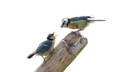 Blue tit bird feeding its chick perched on a weathered wooden post against a white background with baby bird parent bird feeding behavior hungry chick © Sahazadi