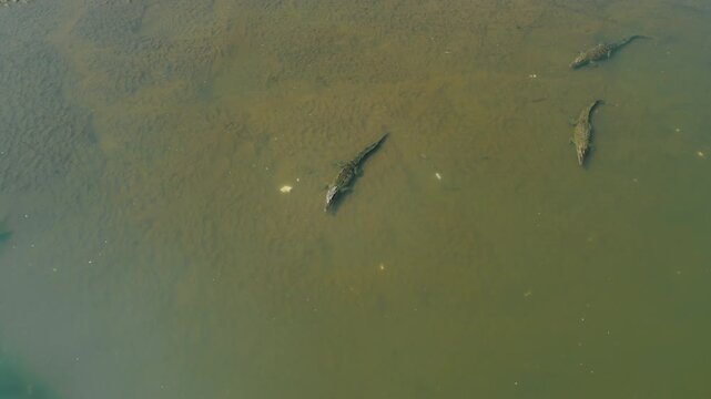 Crocodiles swim in the shallow sediment of Tarcoles river in Costa Rica