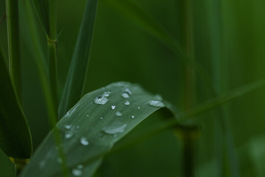 Dew Drops