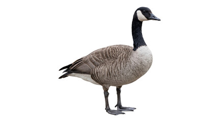 Canada goose standing in profile features black neck and white patch for wildlife and nature photography. © Png ProTeam