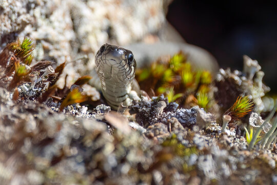 grass snake