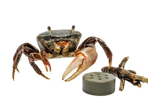 Fiddler crab with large claw studio shot isolated on transparent background