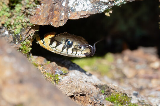 grass snake