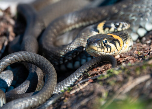 grass snake