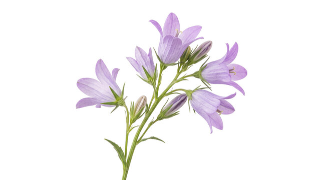 Purple bellflower sprig with blooming campanula blossoms and green buds for floral arrangement design.