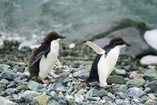 Antarctica, young Ad&eacute;lie penguins in full moult display a funny puff on their heads, because they lose their chick down to make room for their adult plumage.
