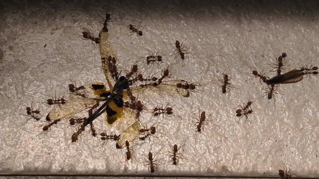 A close-up of reddish-brown weaver ants ants surrounding and feeding on dead dragonfly insects on a textured, light-colored surface. The ants are clustered tightly, illustrating cooperative scavenging