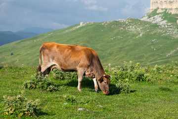Brown cow grazing on a green mountain pasture © yanik88