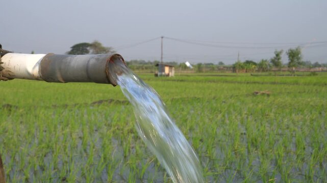 Water flows from a PVC pipe, pumping groundwater to irrigate a vibrant green rice paddy field, showing agricultural technology in a rural Southeast Asian farm landscape with a focus on splash.