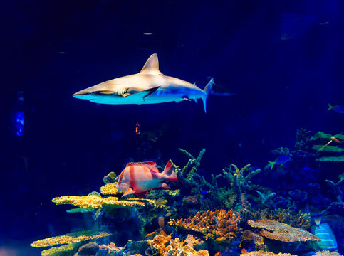 Zoo Aquarium Fish 3