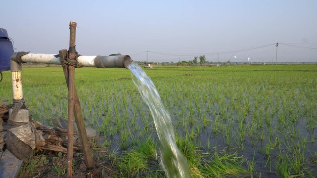 Groundwater pumping system using a PVC pipe to irrigate a green rice field. Essential agricultural irrigation technology delivering fresh water to growing rice plants in a rural farming landscape.