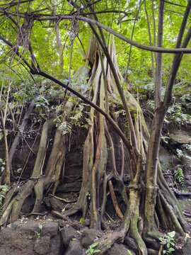 Long tree roots of tropical jungle