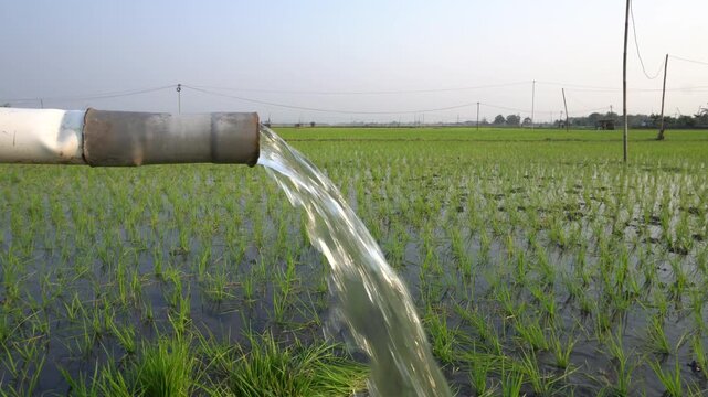 Water flows from a PVC pipe, pumping groundwater to irrigate a vibrant green rice paddy field, showing agricultural technology in a rural Southeast Asian farm landscape with a focus on splash.