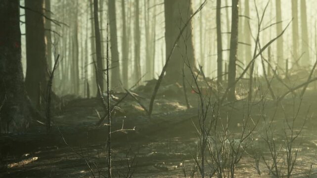 Sunlight breaks through the trees in a forest during early morning. Shadows stretch across the ground. Dry branches and fallen logs are visible among the pine trees.