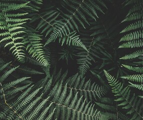 green fern leaves © Nay Nadya