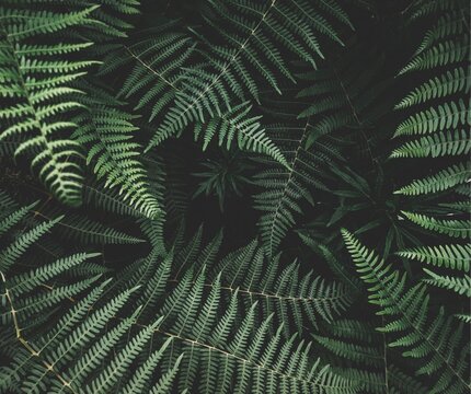 green fern leaves