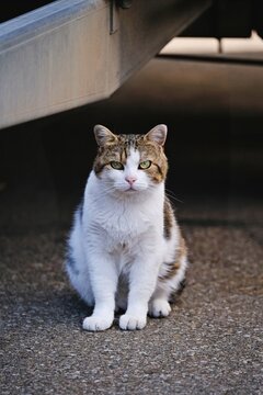 Cute tabby cat hiding under a parked car and looking at camera. vertical image. 