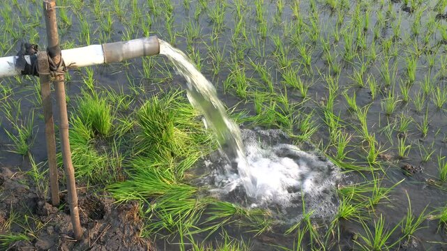 Groundwater pumping system using a PVC pipe to irrigate a green rice field. Essential agricultural irrigation technology delivering fresh water to growing rice plants in a rural farming landscape.