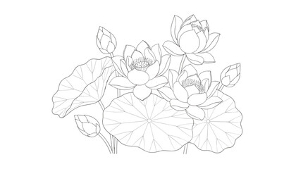 Fototapeta premium Detailed black and white line art illustration of elegant lotus flowers and leaves in a beautiful composition.