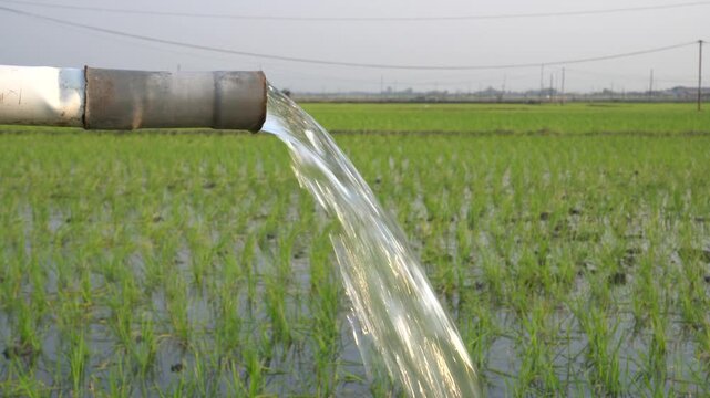 Water flows from a PVC pipe, pumping groundwater to irrigate a vibrant green rice paddy field, showing agricultural technology in a rural Southeast Asian farm landscape with a focus on splash.