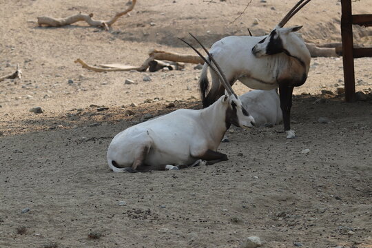 Arabian Oryx at a local zoo
