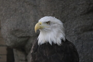 Fototapeta premium A bald eagle at a local zoo