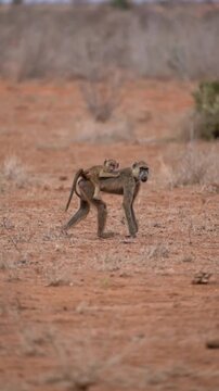 Mother baboon walking in African savanna with baby riding on her back
