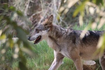 A mexican grey wolf at a local zoo © Matt