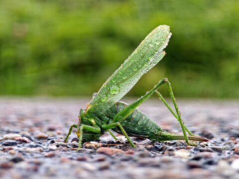 Gr&uuml;ner Grash&uuml;pfer im Regen