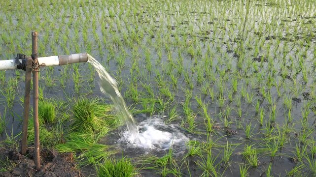 Groundwater pumping system using a PVC pipe to irrigate a green rice field. Essential agricultural irrigation technology delivering fresh water to growing rice plants in a rural farming landscape.