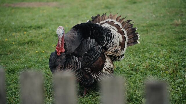 Wild turkey displaying its plumage on a farm