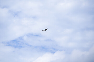 Obraz premium Bird flying across cloudy blue sky with open space