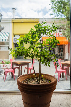 &Aacute;rbol palo borracho en restaurante