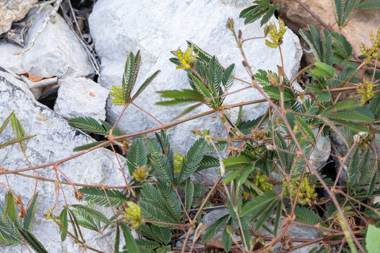 Sensitive Plant Growing Between Rocks With Green Compound Leaves