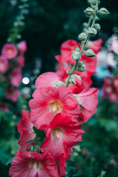 Bright pink flowers in a garden during evening time