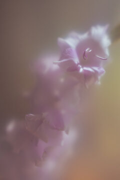 Close up view of a light pink flower in soft focus