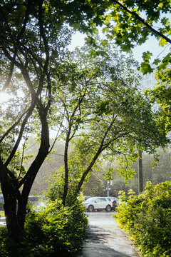 Rain falls through trees on a street in the city during daylight