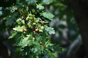 Oak tree branches with green leaves and acorns. © Raul