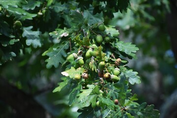 Oak tree branches with green leaves and acorns. © Raul