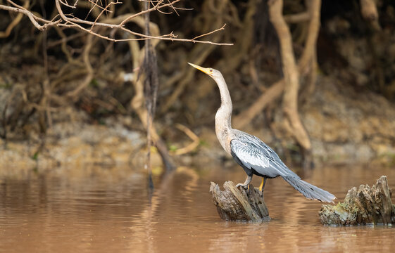 Anhinga On A Tree Trunk In A River, The Pantanal, Brazil  