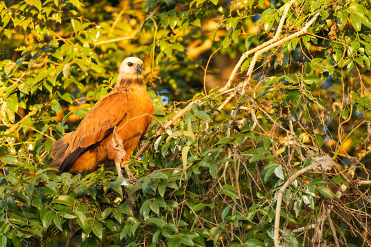 Black-Collared Hawk Perched On A Branch  