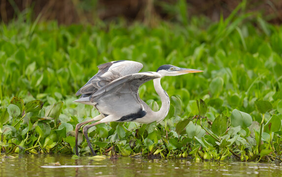 Cocoi Heron Takes Flight, The Pantanal, Brazil  