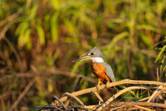 Ringed Kingfisher (Megaceryle Torquata) Portrait, The Pantanal, Brazil