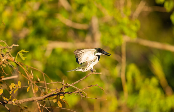 Amazon Kingfisher Ready To Fly  