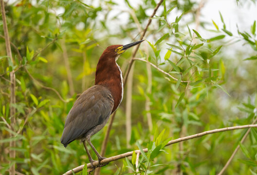 Adult Rufescent Tiger-Heron In Natural Habitat  